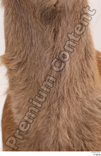 Doe  1 fur neck 0001.jpg